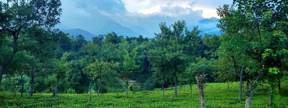 Weekend Dharamshala Super Luxury Package By Volvo