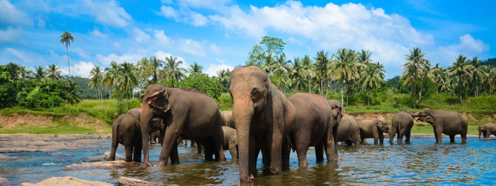 Short Trip To Sri Lanka Super Deluxe Package