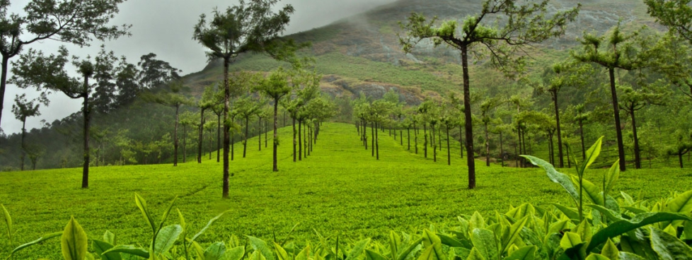 Amazing Short Trip To Kerala
